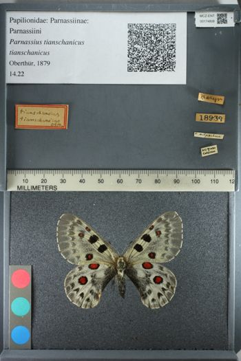 Media type: image;   Entomology 174808